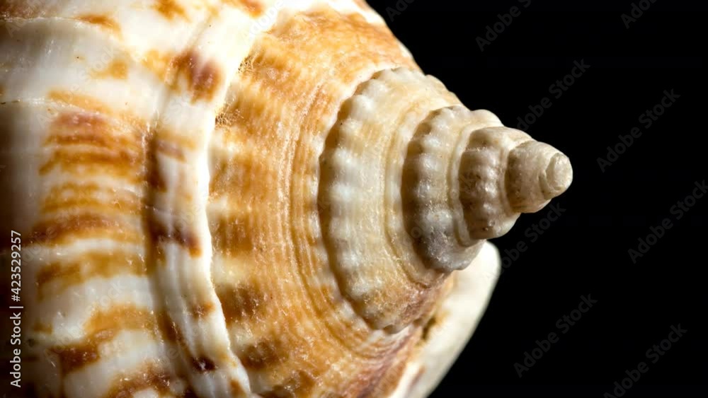 4K extreme close-up macro slow motion video of a spiral seashell. Mollusk seashell texture. Black background, studio shooting. 4K extreme close-up macro slow motion video of a spiral seashell. Mollusk seashell texture. Black background, studio shooting.
