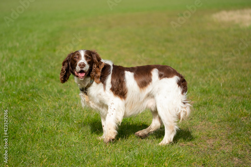 Adult Springer Spaniel seen looking at his owner while out for his exercise. The grass area is a large, rural paddock.