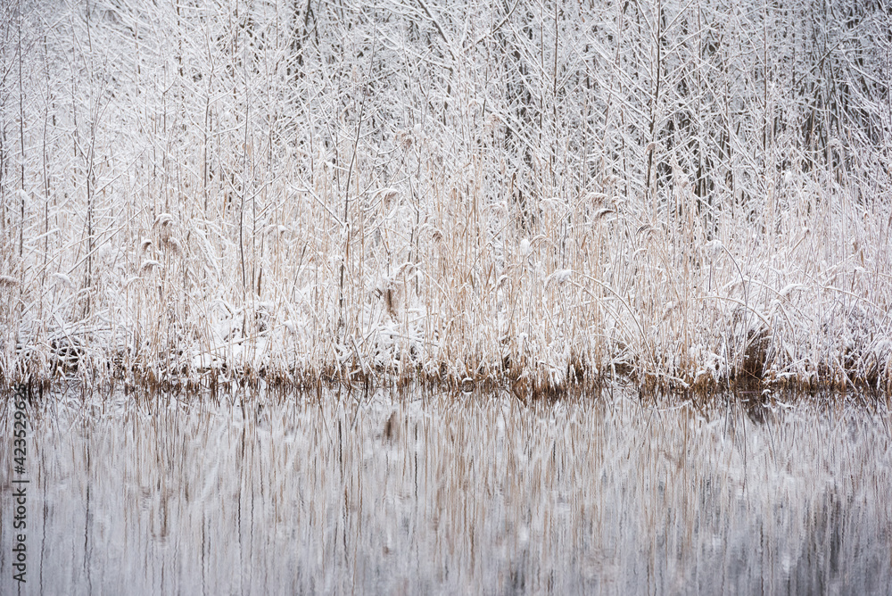 Obraz premium Dry grass and tress coverd by snow. Winter landscape with a pond.