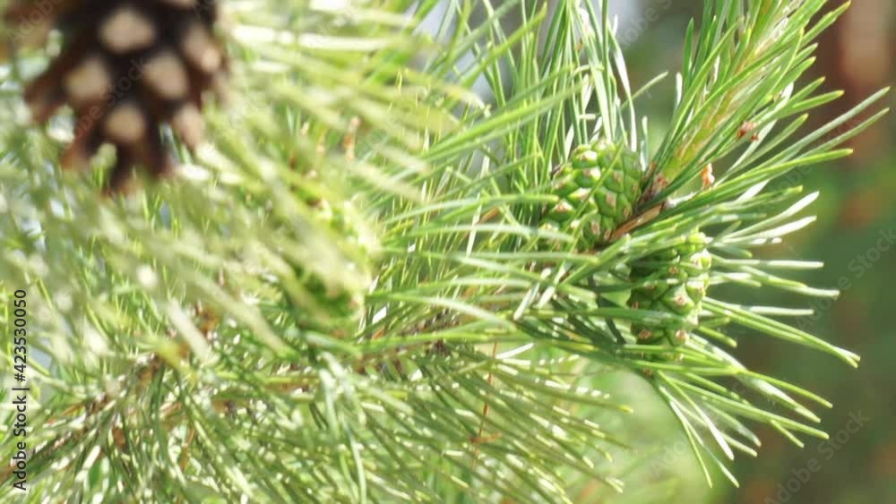 Pine cone on a tree. Close-up of pine cone and needles. Pine cone on a tree. Close-up of pine cone and needles.