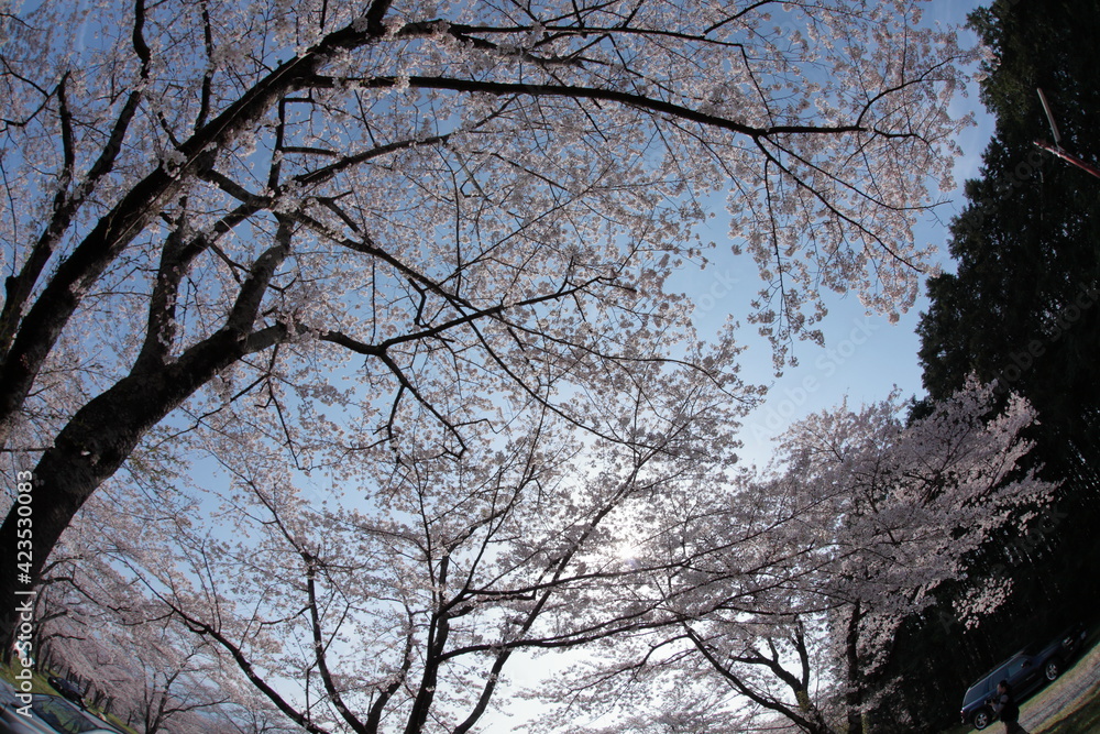 The cherry-blossom trees are in full bloom. The cherry-blossom trees are in full bloom.