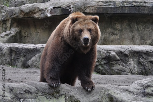 Ein Braunbär