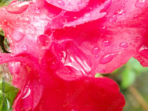 Azalea blooms in the morning dew