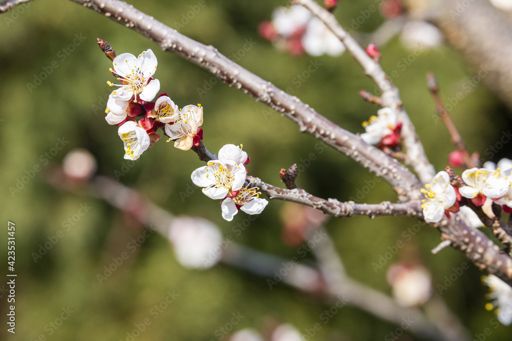 Blüten eines Aprikosenbaumes Blüten eines Aprikosenbaumes