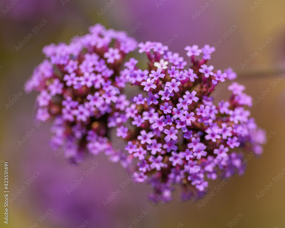 purple flower of purpletop, clustertop or Argentinian vervain or tall verbena or pretty verbena (Verbena bonariensis)