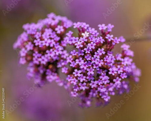 purple flower of purpletop, clustertop or Argentinian vervain or tall verbena or pretty verbena (Verbena bonariensis)