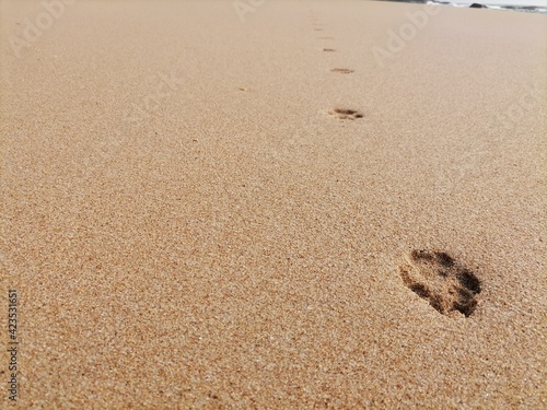 Dog footprints on the beach