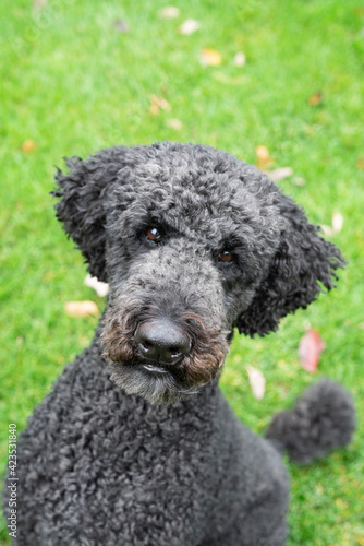 Portrait of  male black poodle dog outside