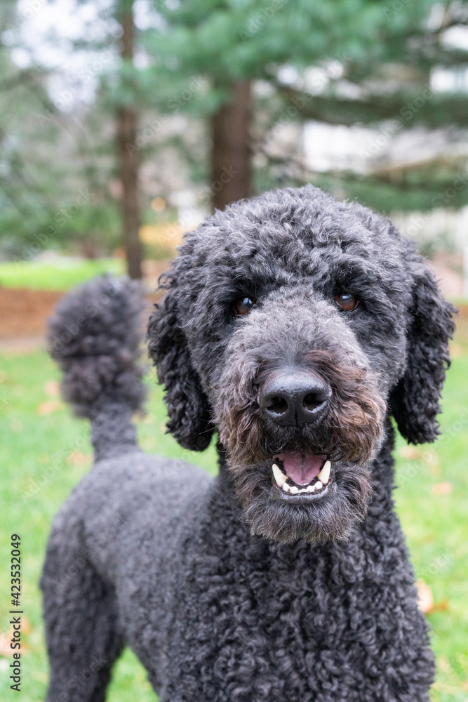 Portrait of male black poodle dog in grass Portrait of male black poodle dog in grass