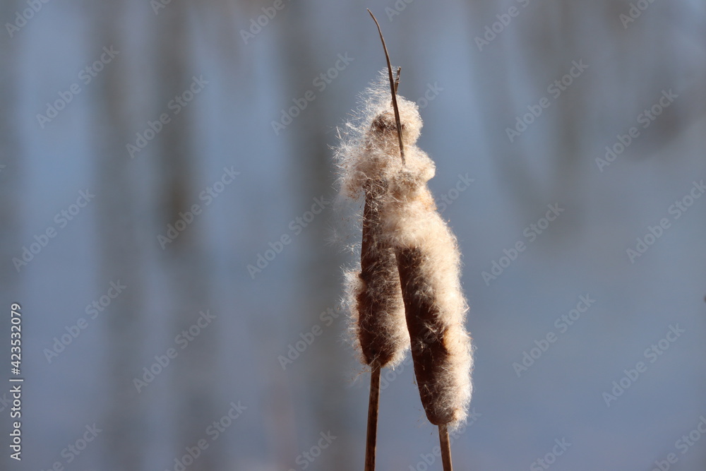 Two cattails in late winter Two cattails in late winter