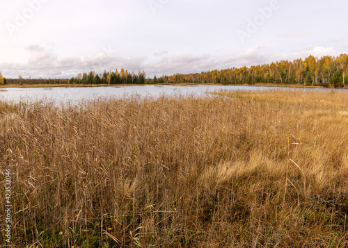autumn landscape with a beautiful lake, colorful trees on the shore of the lake in autumn colors, reeds in the foreground, autumn