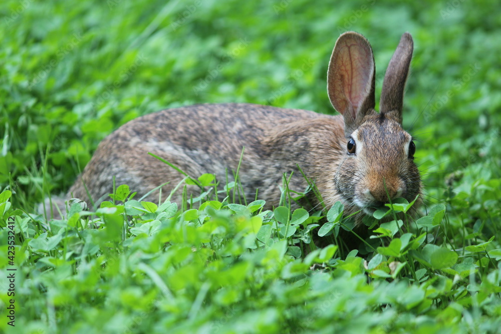 Eastern Cottontail Rabbit eating Clover Eastern Cottontail Rabbit eating Clover