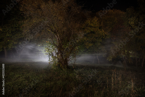 strange light in a dark forest at night. Silhouette of person standing in the dark forest with light. Dark night in forest at fog time. Surreal night forest scene. Horror halloween concept. Fairytale