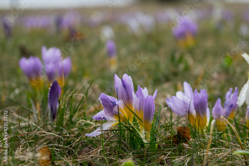 Crocus flowers in a spring glade, purple, white.