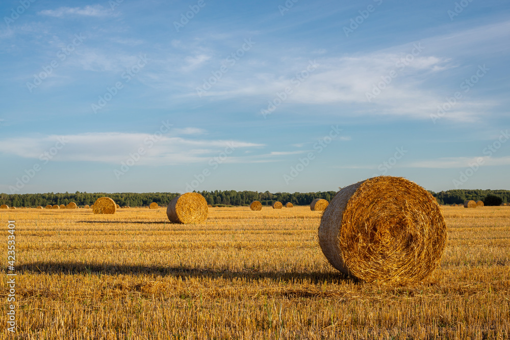 Round bales of straw in the meadow on a warm summer day. Harvesting, farming, life in the countryside concept.