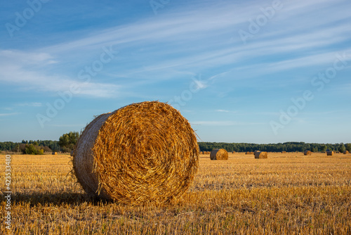 Bale of hay in a wide farm field under the beautiful blue sky on a sunny weather. Harvesting in late summer, farming, food for animals.