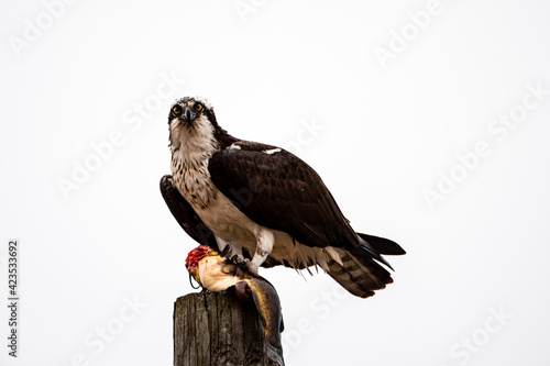 Osprey perched with a fish.