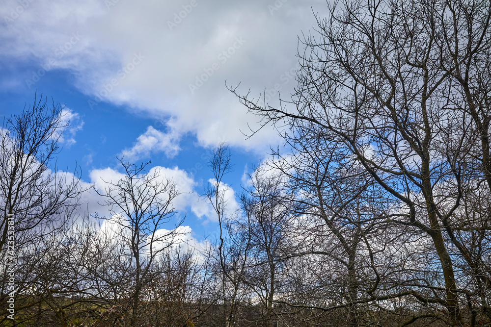 White clouds and blue sky on moorland with silhouetted tree White clouds and blue sky on moorland with silhouetted tree