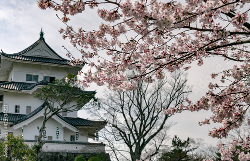 満開の桜
