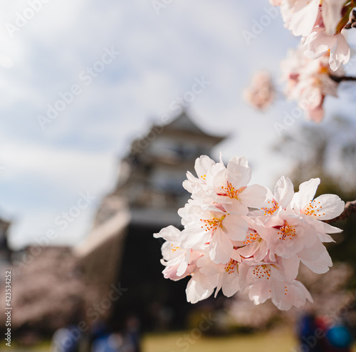 晴れの日のお花見
