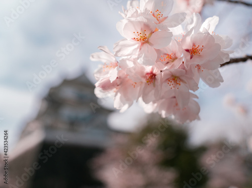 お城を見ながらお花見