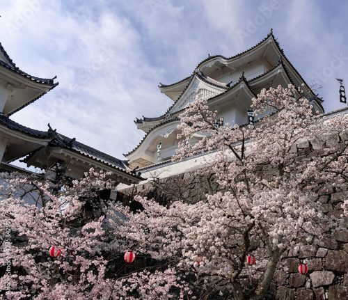 満開の桜

