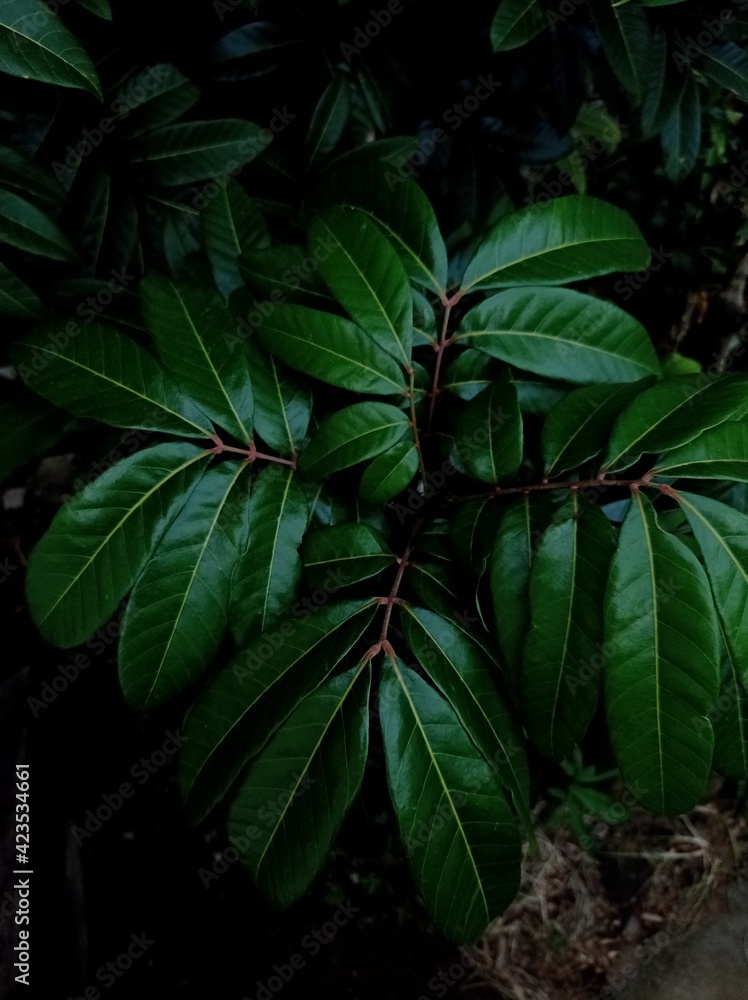 leaves in the morning leaves in the morning