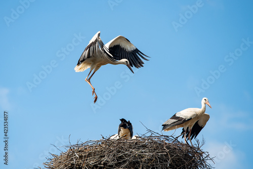 White stork