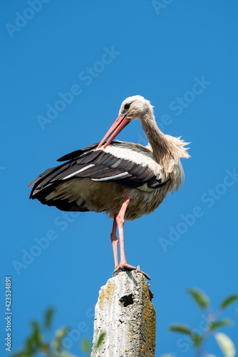 White stork
