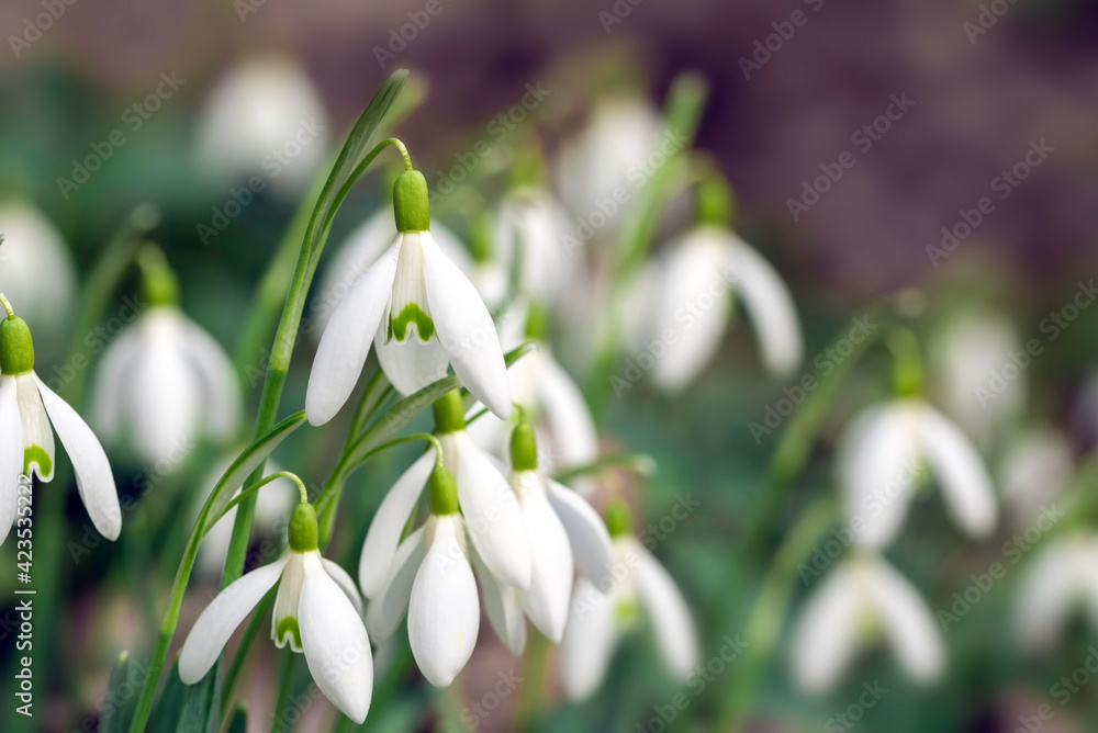 Beautiful white snowdrop flowers (Galanthus nivalis) are growing at spring