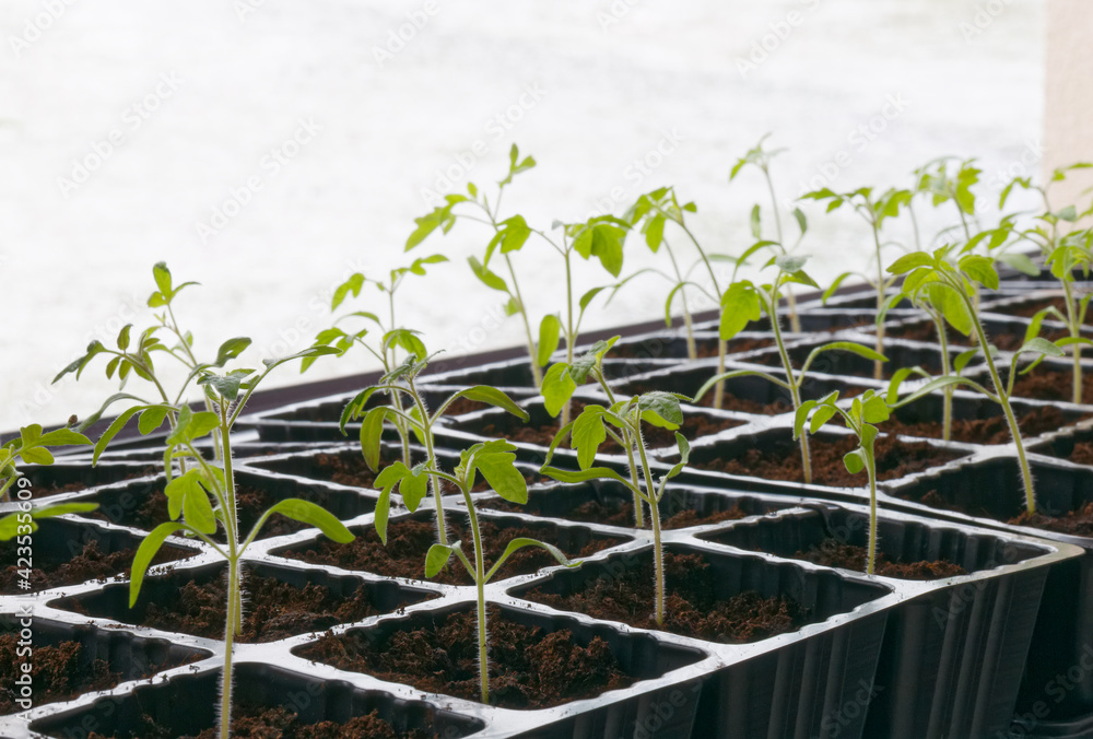 Tomato sprouts seedlings plants in pots. Homegrown tomatoes. Tomato sprouts seedlings plants in pots. Homegrown tomatoes.
