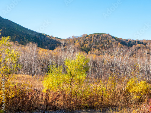 Golden autumn  Vachkazhets mountain range. Beautiful view of the high mountains against the background of the autumn forest. Kamchatka Peninsula  Russia.