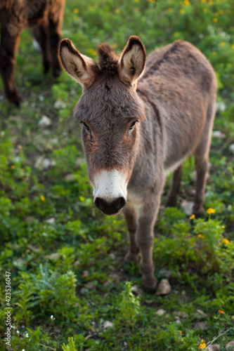 Young donkey looking at camera on Sicily, Italy. Closeup portrait of cute baby mule