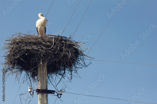 stork