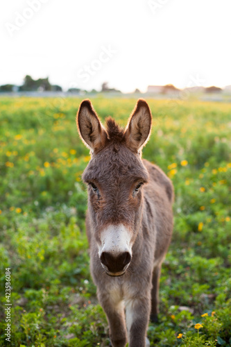Young donkey standing and looking on the field in Sicily, Italy © Svetlana