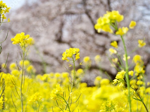 菜の花 © kouki