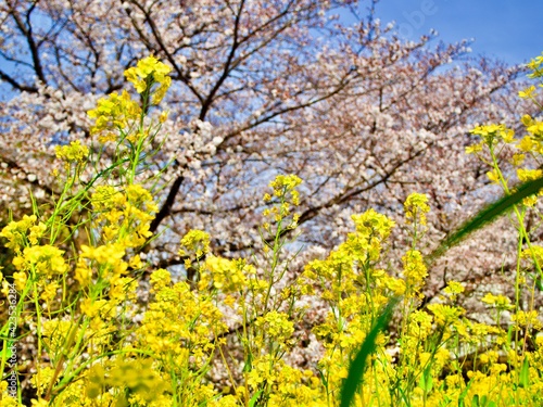桜と菜の花 © kouki