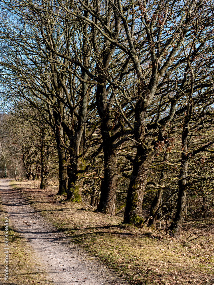 Naklejka premium road into a german forest in winter