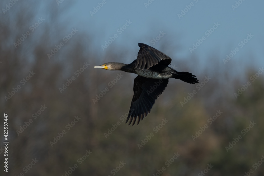 great cormorant (Phalacrocorax carbo) flying in spring great cormorant (Phalacrocorax carbo) flying in spring