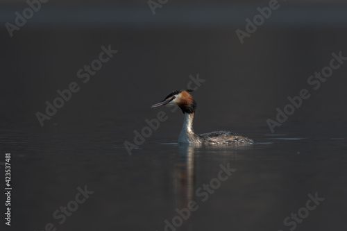 Great crested grebe (Podiceps cristatus) swimming in the lake on a cold spring morning.