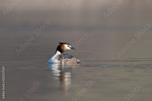Close up portrait of a Great crested grebe (Podiceps cristatus) swimming on a blue lake in a cold morning spring