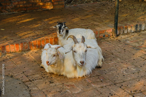 The breeder in the sheepfold rests on the ground photo