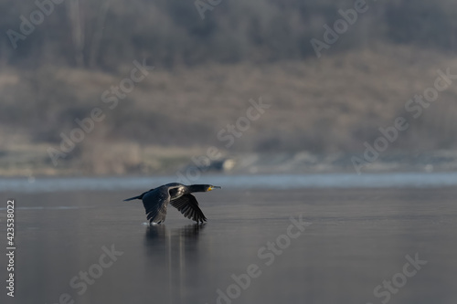 Great cormorant (Phalacrocorax carbo) flying over lake in spring
