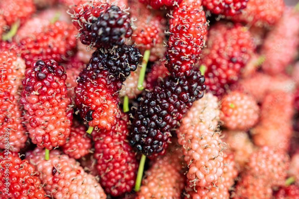 Mulberry, antioxidant, berry, fruit, superfood
