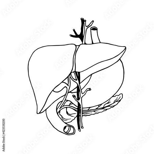 human liver with blood vessels, stomach and pancreas, digestive system organs, vector illustration with black contour lines isolated on a white background in doodle and a hand drawn style