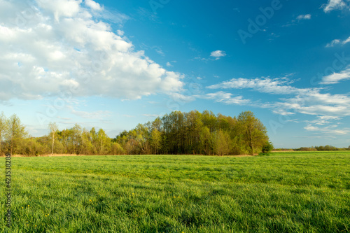 Green meadow and forest on the horizon, white clouds on the blue sky