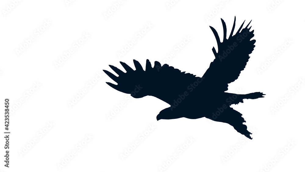 Obraz premium Black Eagle