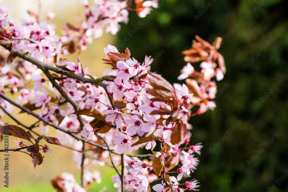 Newly blossoming red cherry seen on a garden tree during heavy gusts.