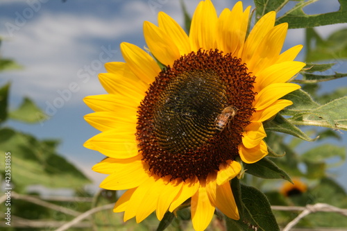 A bee gathers nectar from a blooming sunflower in a garden