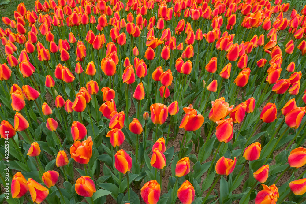 Beautiful Tulip Garden